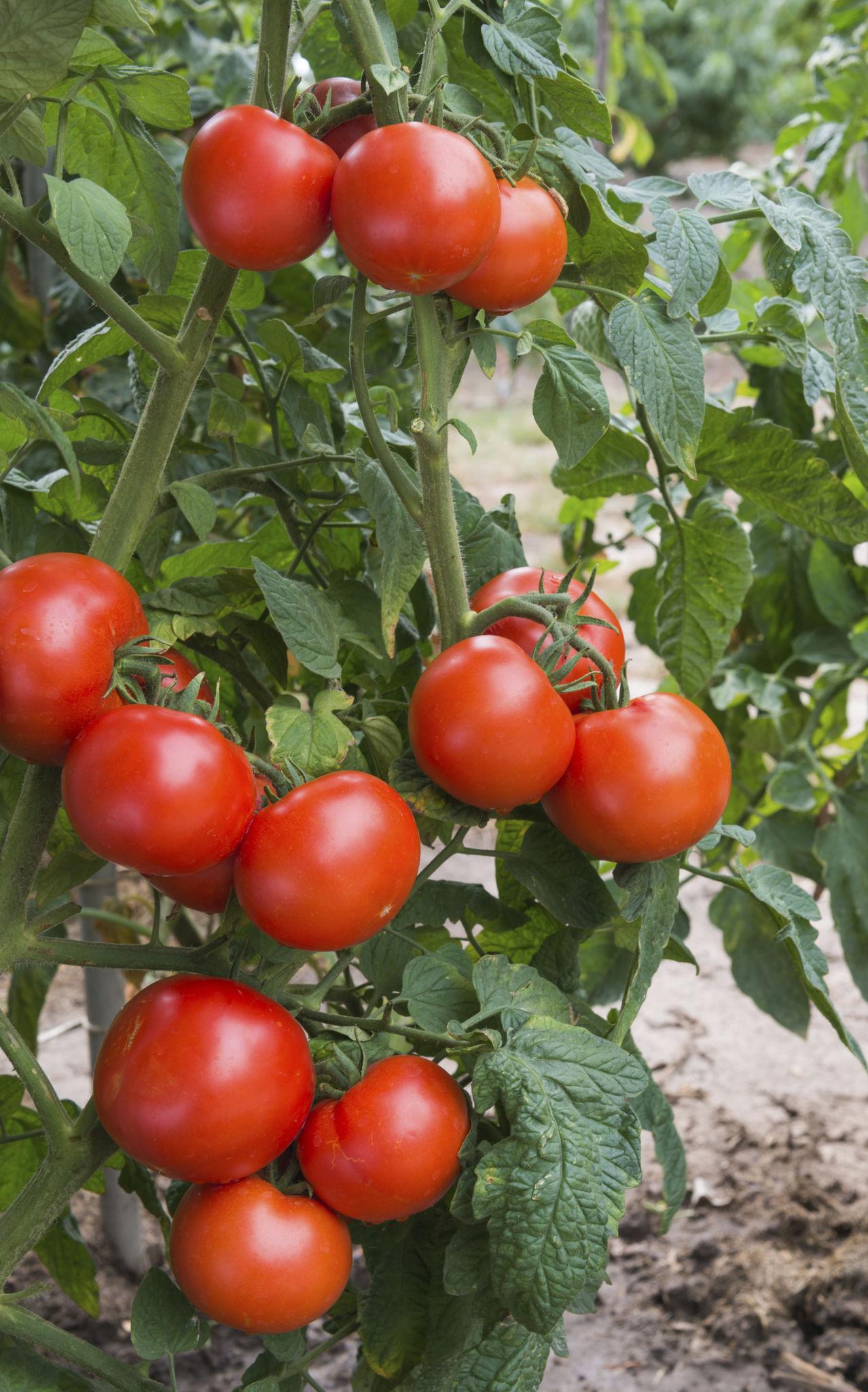 Tomato (टमाटर)