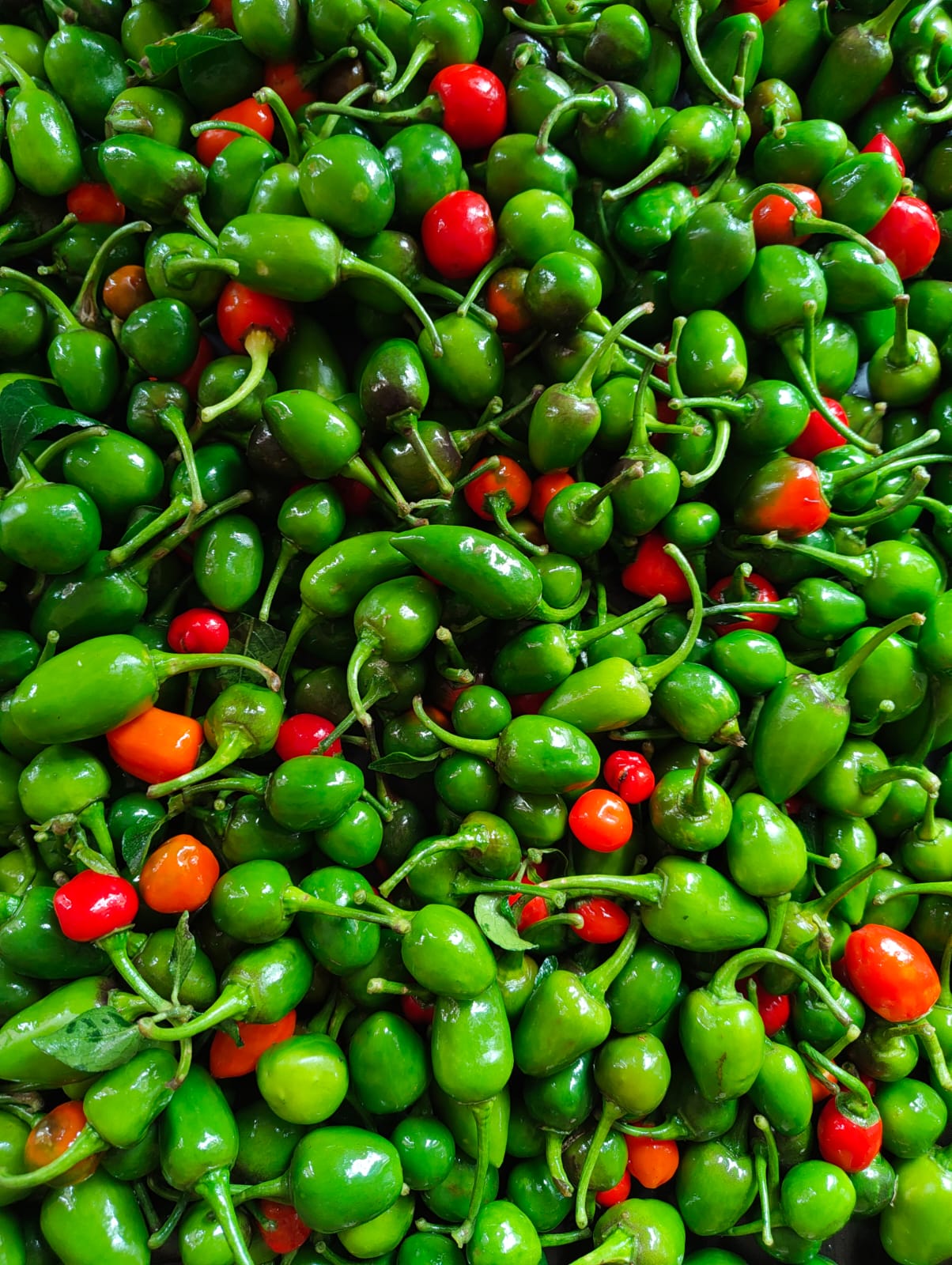 अकबरे खुर्सानी (Akabare Chili Pepper)