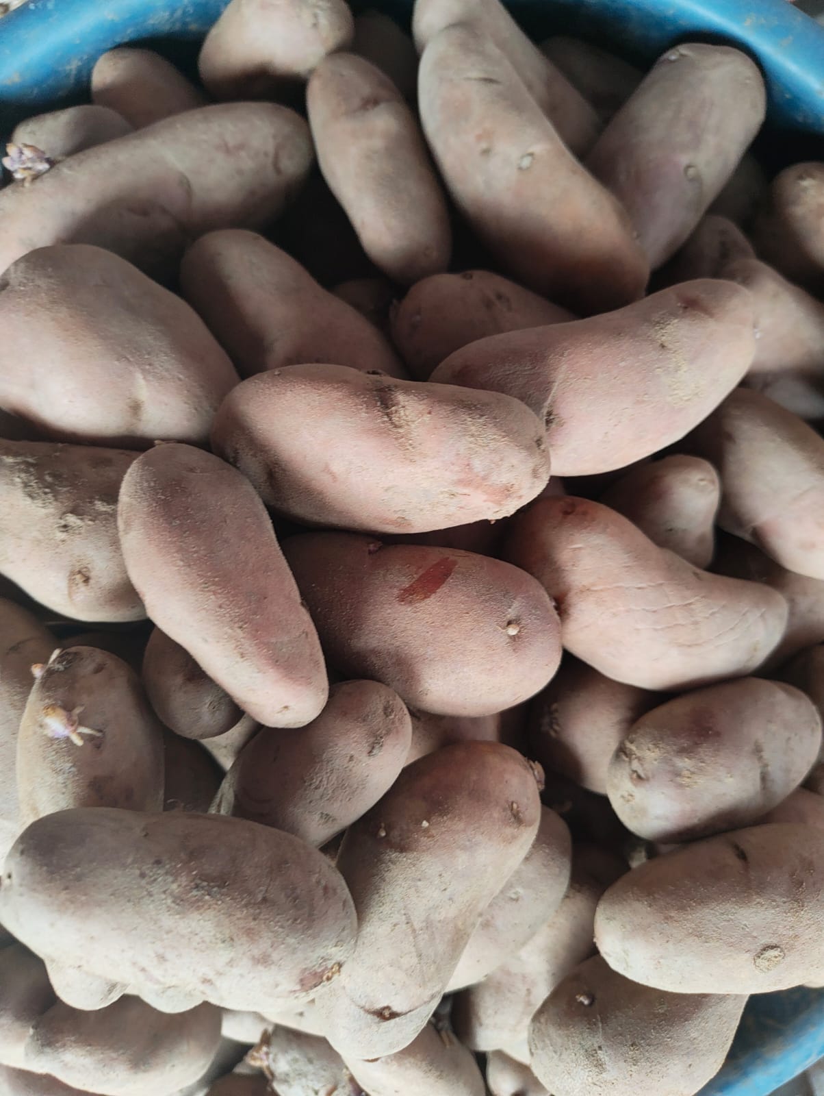 हेम्जाको निलो आलु (Potato, aalu)