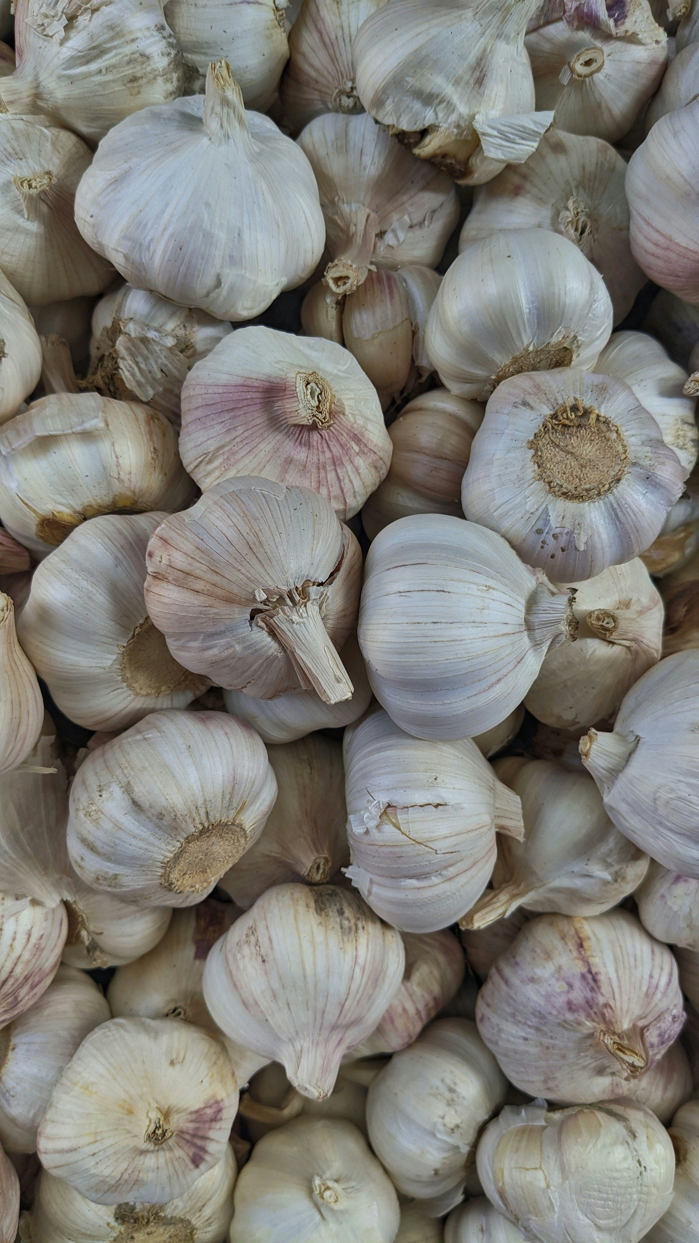 🧄 लसुन (Garlic)