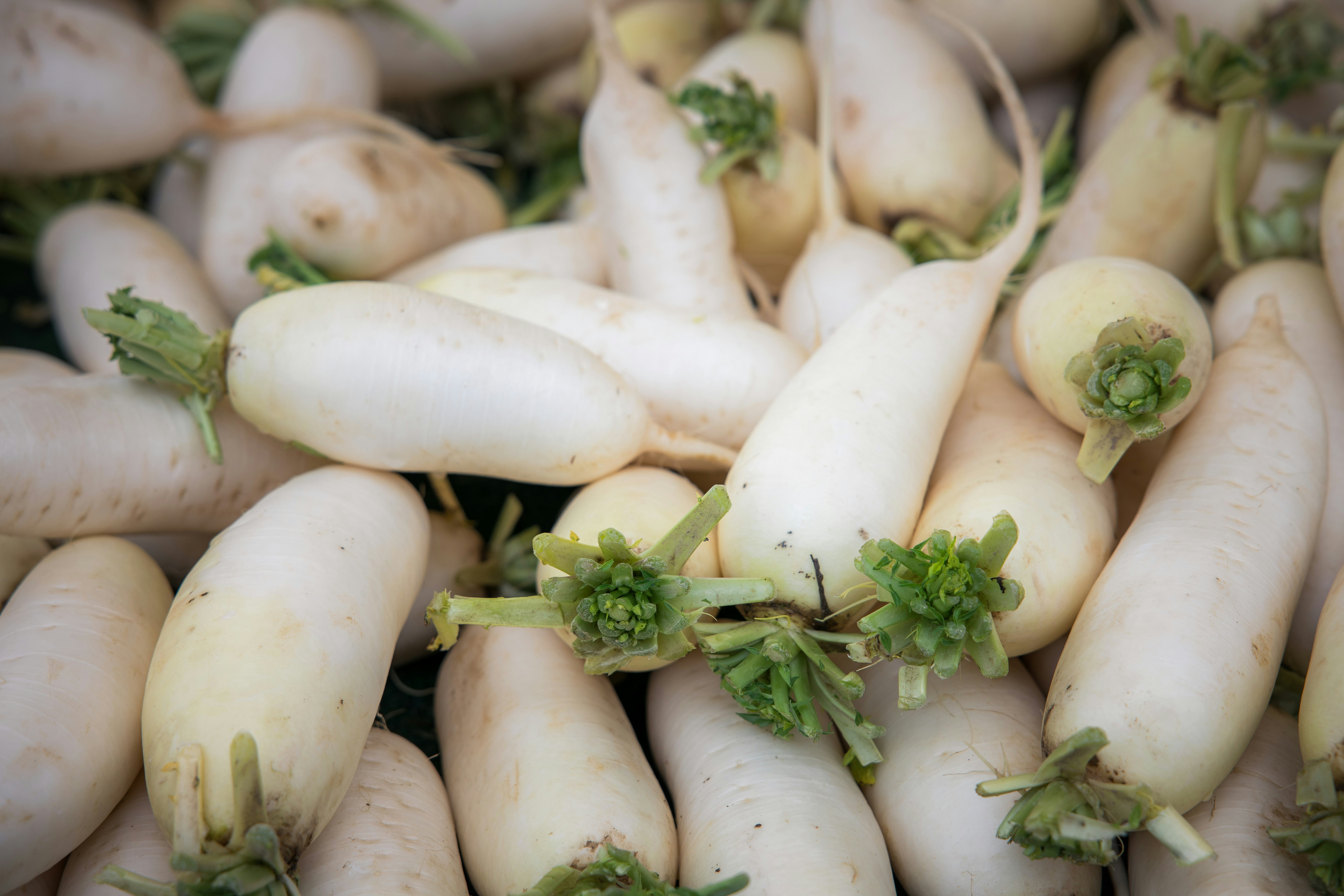 मूला (Radish)