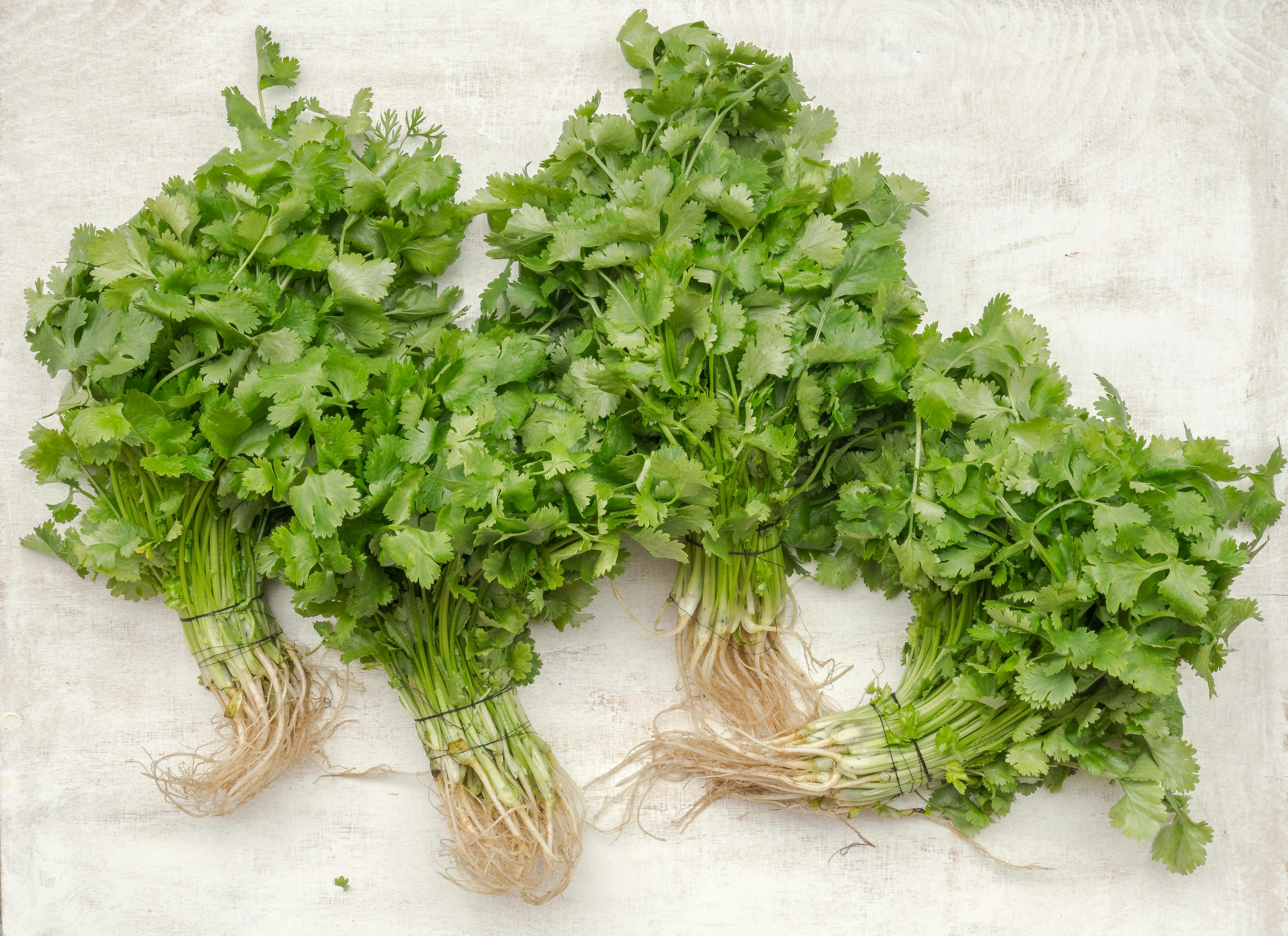 🌿 धनियाँ (Coriander)