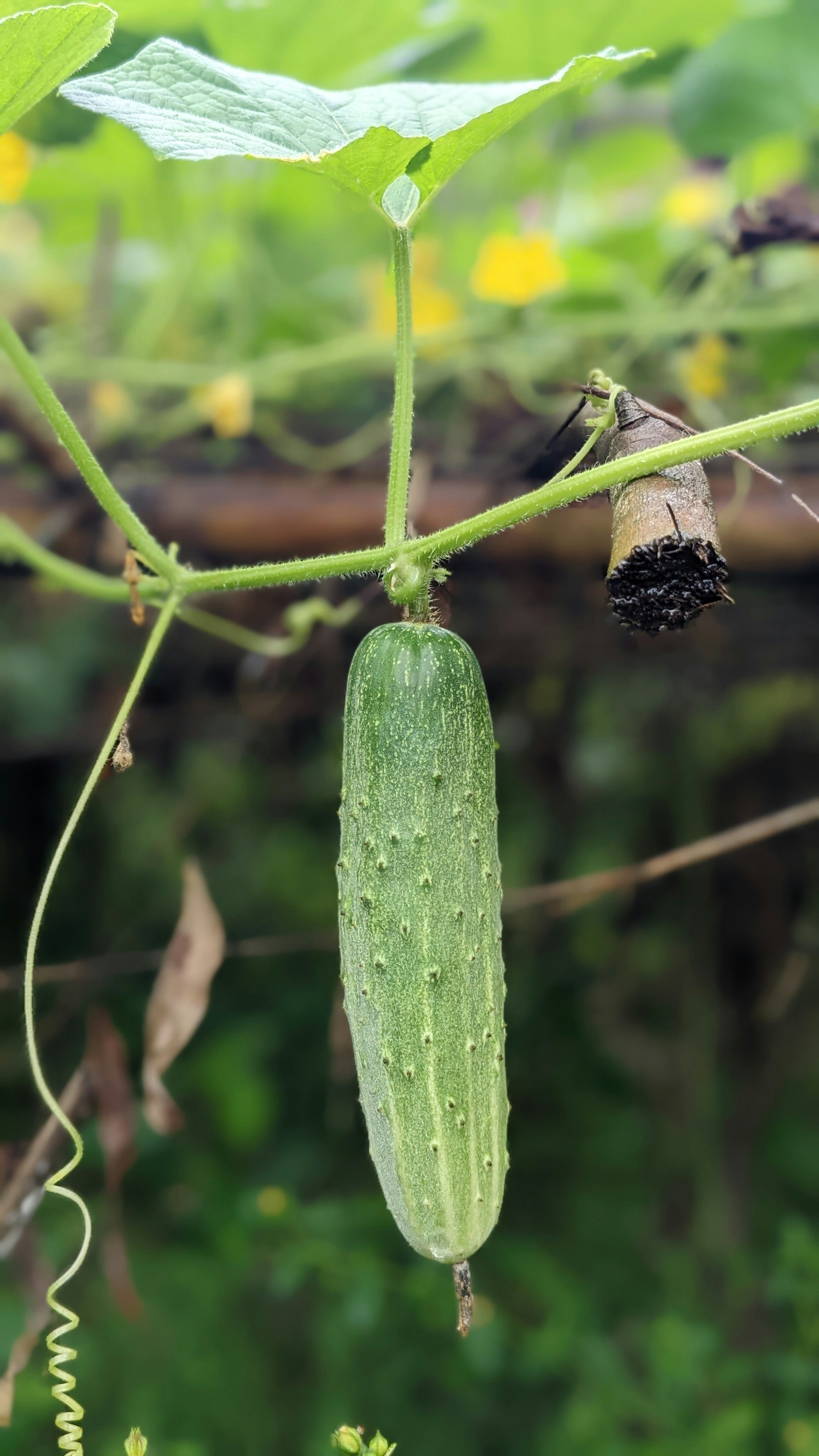 🥒 काँक्रो (Cucumber)