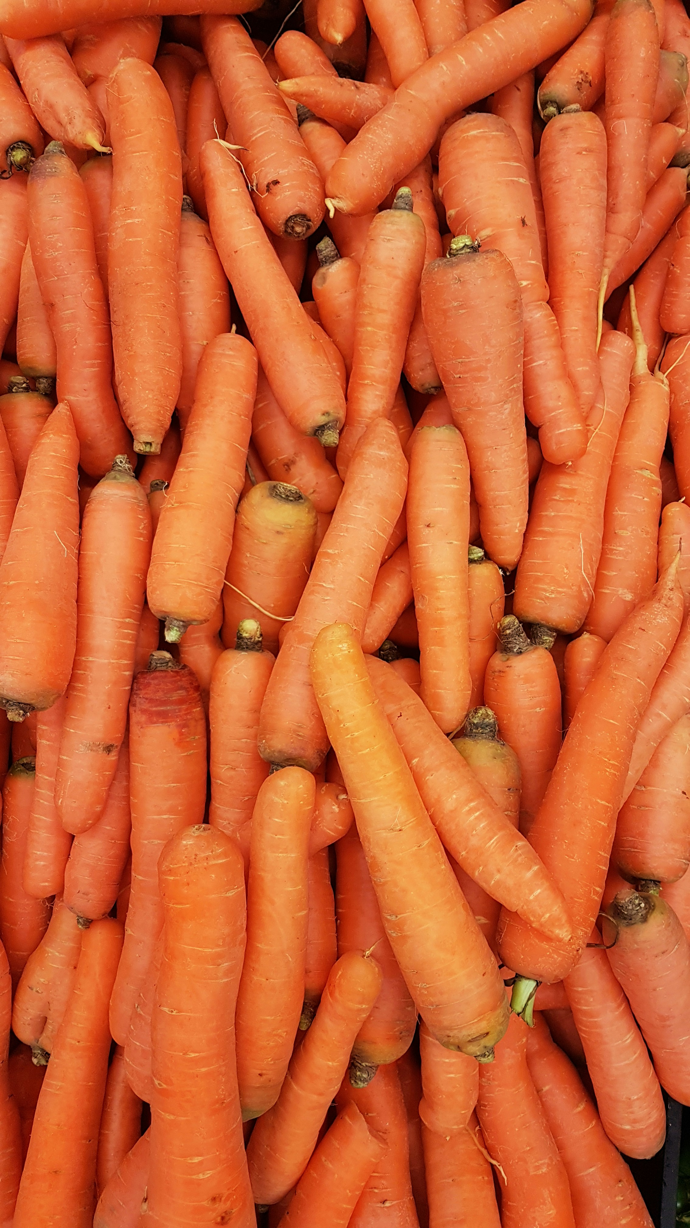 🥕 गाजर (Carrot)