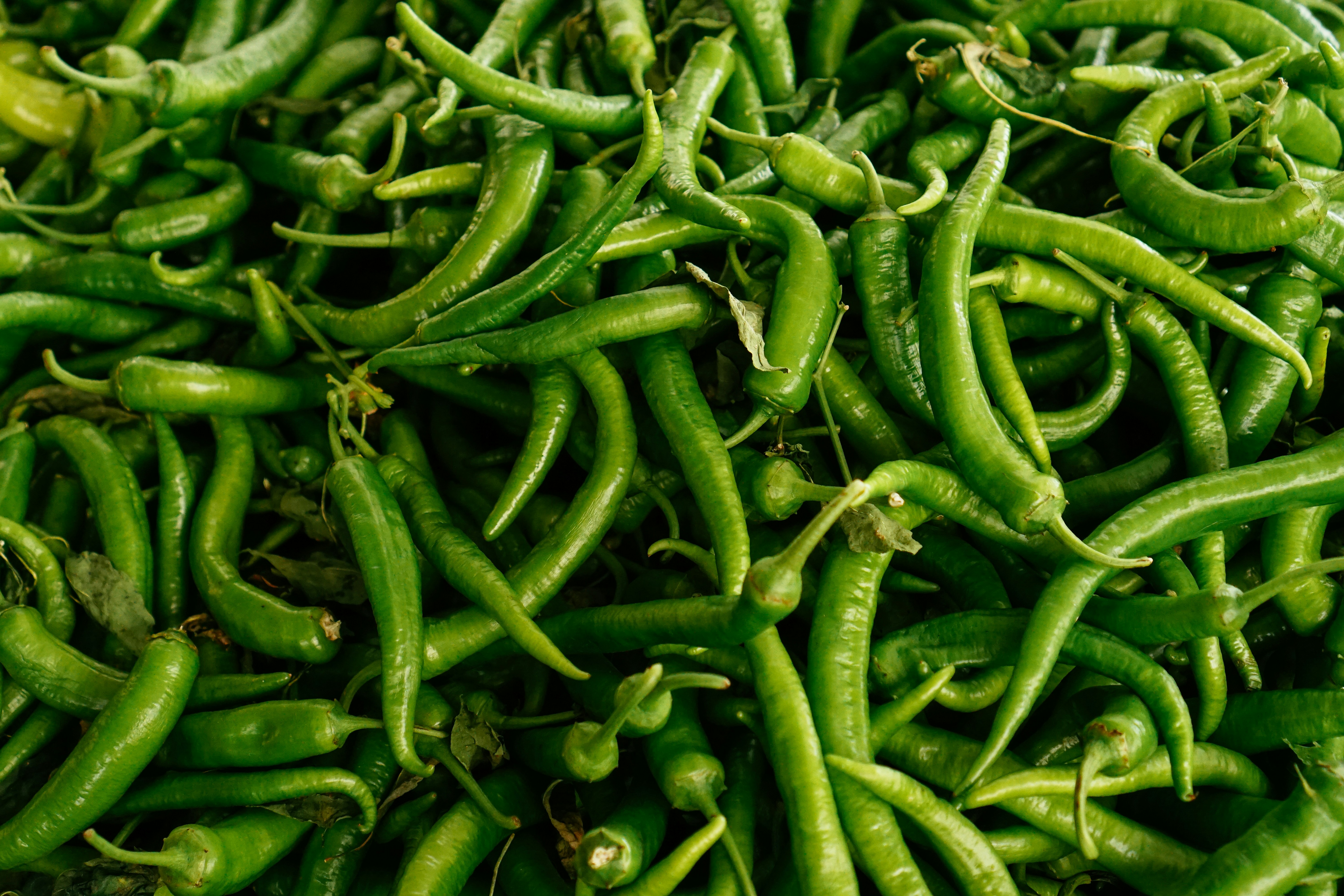 🌶️ खुर्सानी (Chili)